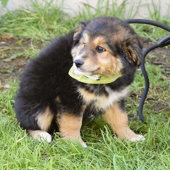 Barón - malý sluníčkový poklad hledá svůj domov ☀️ - 2