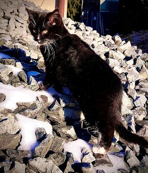 Sibiřské koťata - 2