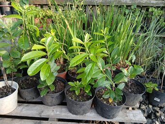 Přebytky ze zahrady - 2