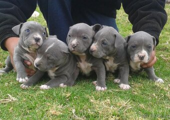 Stafordšírský bulteriér - 2