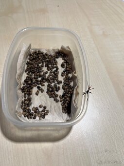 Strašilky australské - 2