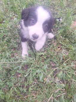 Border kolie - 2