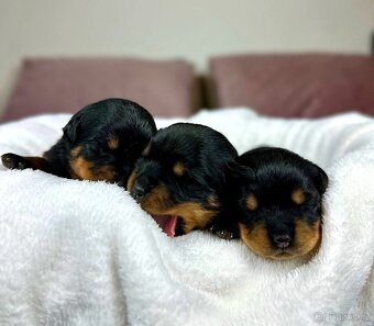 Rotvajler, Rottweiler, rtw s pp - 2