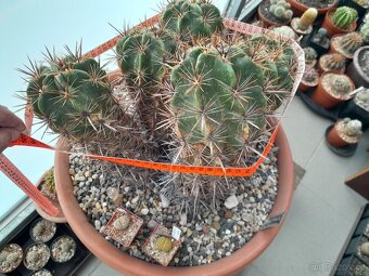 Ferocactus robustus - 2