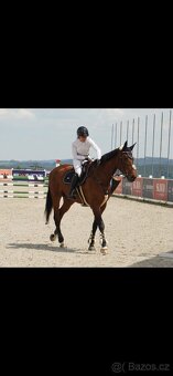 7- léta klisna do sportu - 2