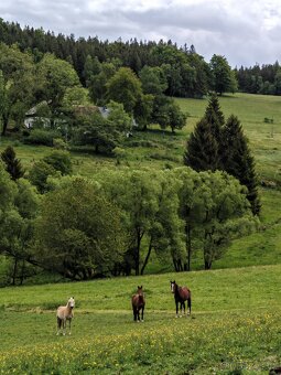 Pastevní ustájení na Šumavě - 2
