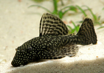 Ancistrus sp. (Krunýřovec sp.) vlastní odchov - 2