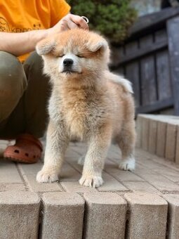Akita Inu s průkazem původu FCI & AKIHO - 2