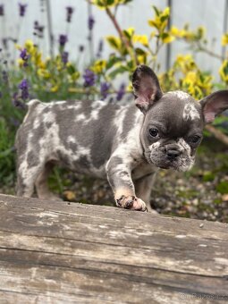 Francouzský buldoček / French bulldog s PP - 2