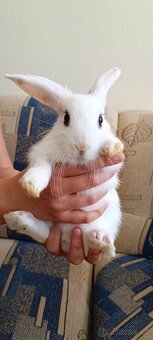 Zakrslý králíček 🐰 - 2