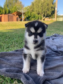 Sibiřský husky - 2