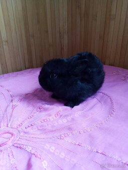 Zakrslý králíček - 2