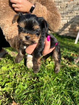 Štěňátka yorkšíra bez PP - 2