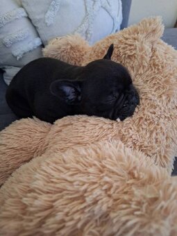 Francouzský buldoček - 2