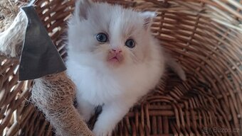 Vánoční britská koťátka - 2