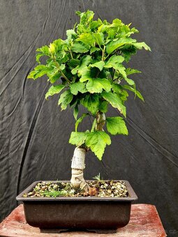 Bonsai,Bonsaj - Ibisek syrsky 1 - 2