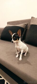 Čivava fenka s pp - 2