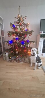 Daruji úžasnou fenku - 2