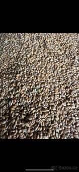 Pšenice ječmen - 2