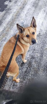 Najde Barča domov? - 2