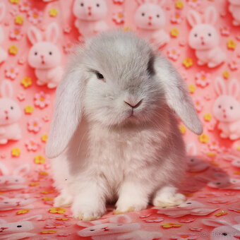 Zakrslý beránek NHD samička - 2