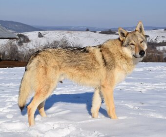 Československý vlčák s PP - 2