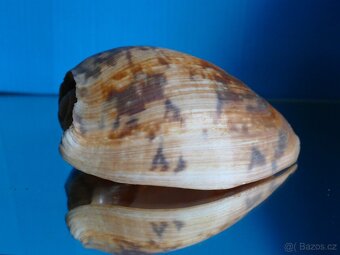 Cymbium marmoratum - 2