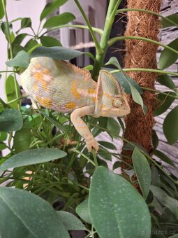 chameleon jemenský - 2