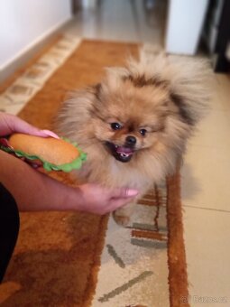 Pomeranian s PP FCI - 2