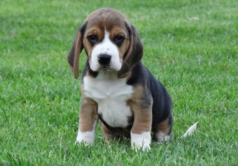 Beagle , Bígl - 2
