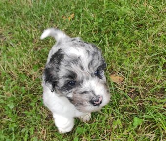 Aussiedoodle - 2