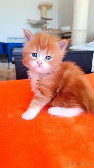 Mainská mývalí s PP - 2