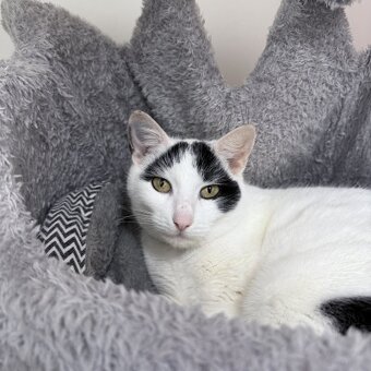 Čelinka, 3 letá kočička - 2