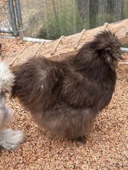 Nabízím nasadova vejce - 2