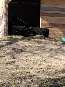 Prodam qusanske ovce - 2