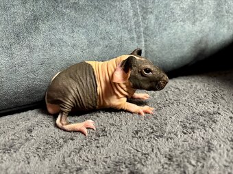 Skinny morčátka s PP, samečci - 2