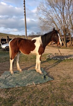 Barock Pinto 2r hřebeček - 2