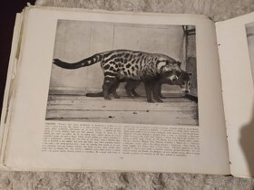 Ze života zvířat mžikové fotografie dle přírody - 2