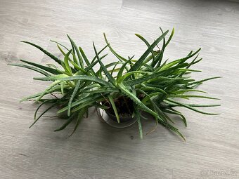 Kytka aloe léčivá. - 2