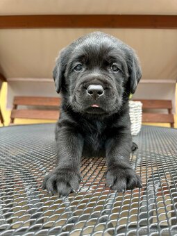 Labradorský Retriever s PP - 2