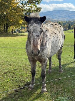 Pony jen do skvělých rukou :-) - 2