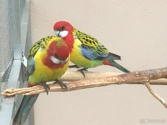 Prodám rosela pestrá nádherná - 2