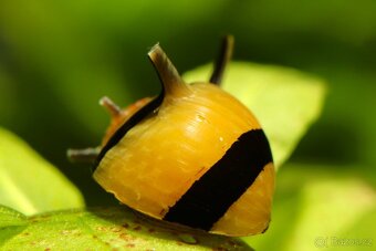 Řasožraví šneci - 2