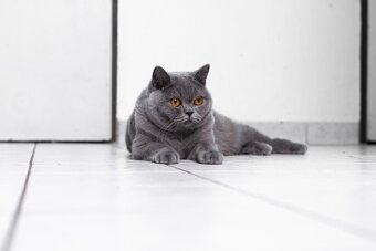 Britská kočička s PP - 2