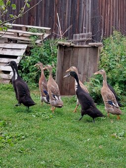 Indický běžec - 2