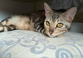 Bengálská stříbrná kočka s PP na mazlíčka - 2