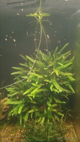 Akvarijní mechy - 2