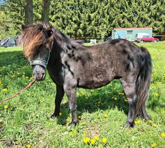 Pony - 2