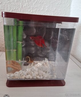 Akvarium / aquarium 2l betta bojovnice - 2