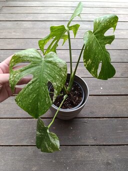 Monstera Mint - 2